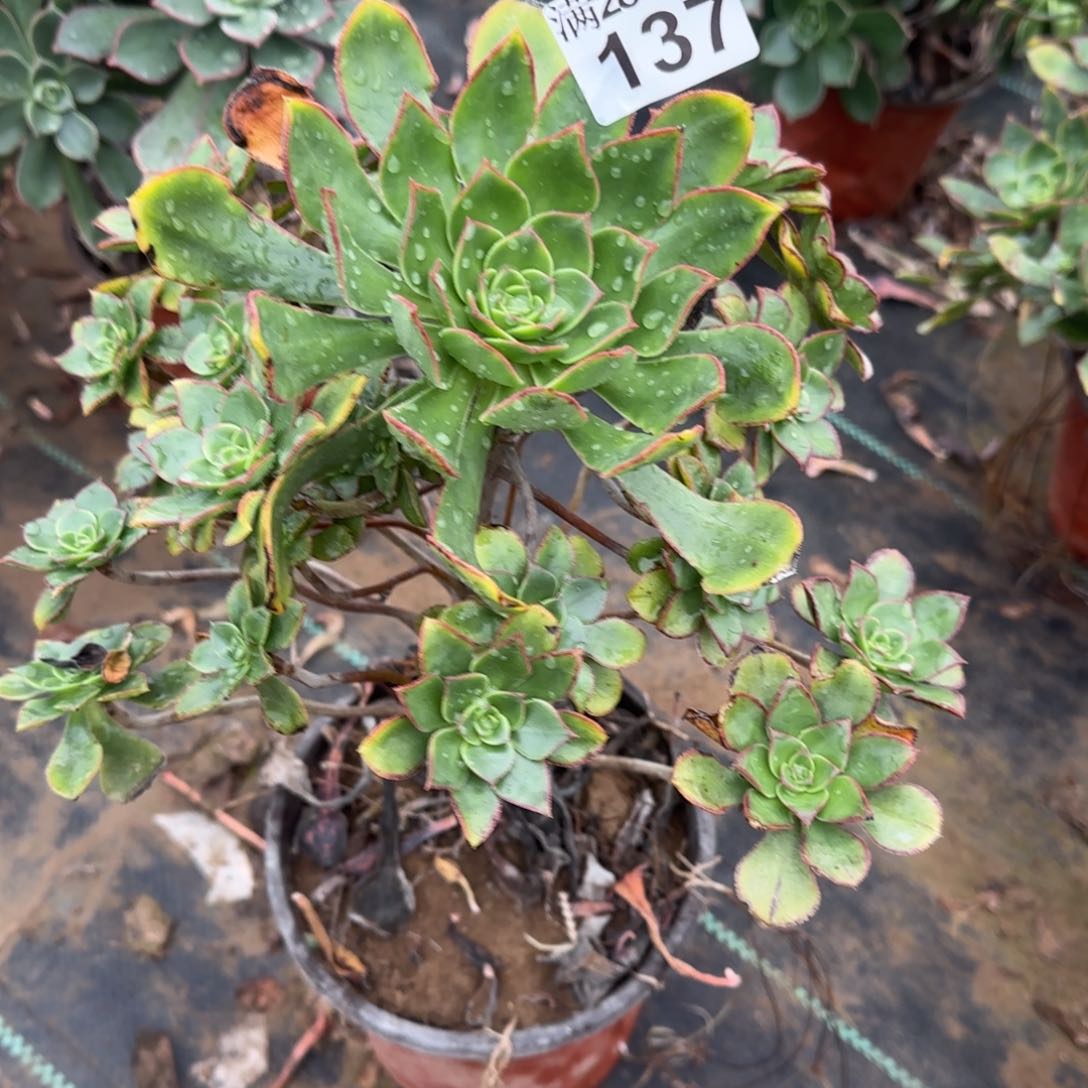 青衣多肉137满28包邮断枝不包