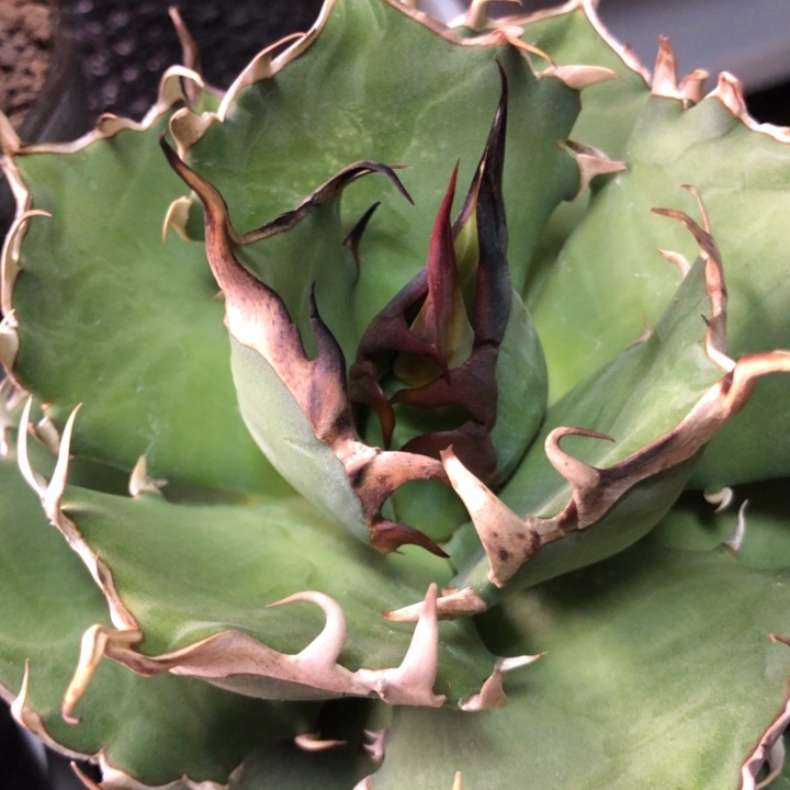 黑帝斯仁王冠龙舌兰13cm