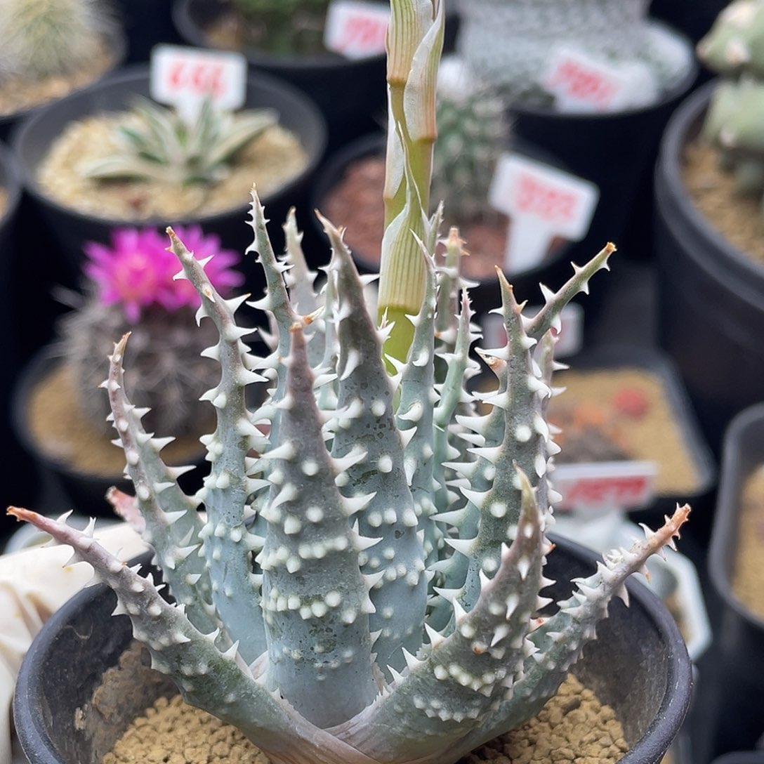 实生短叶帝王芦荟仙人球