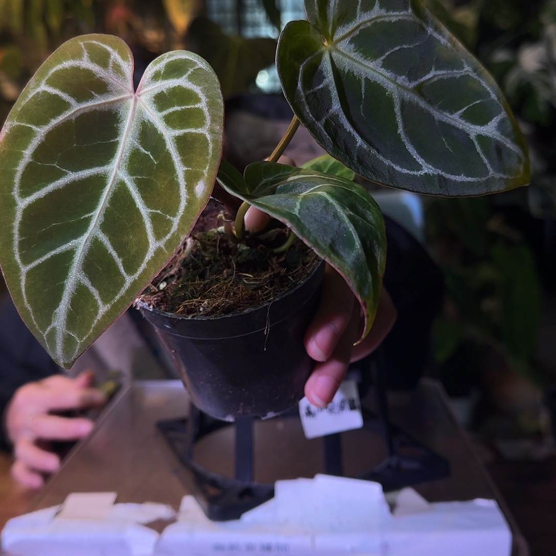 不开花植物G618粉柠檬杂撕裂纹锦