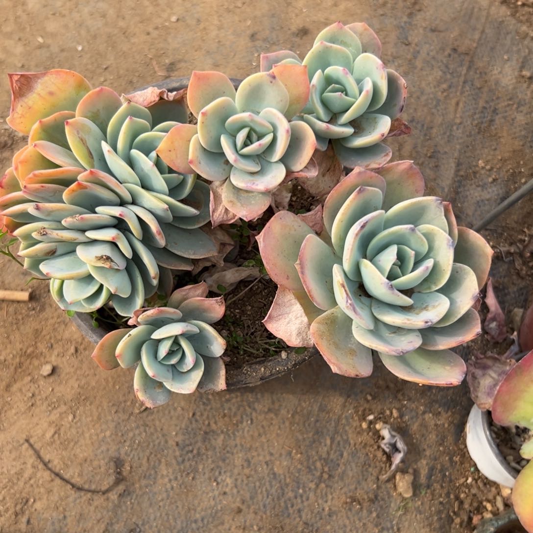 多肉植物白凤有砍