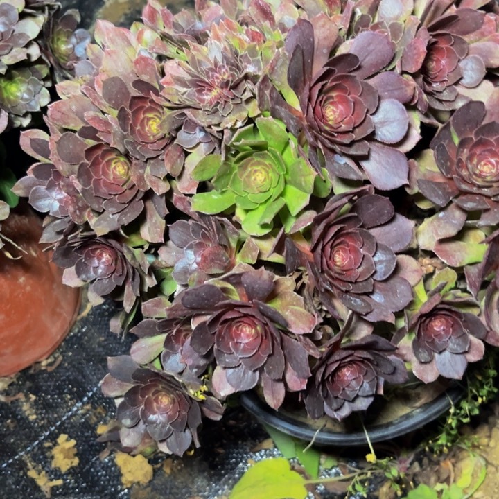 728多肉植物一物一拍