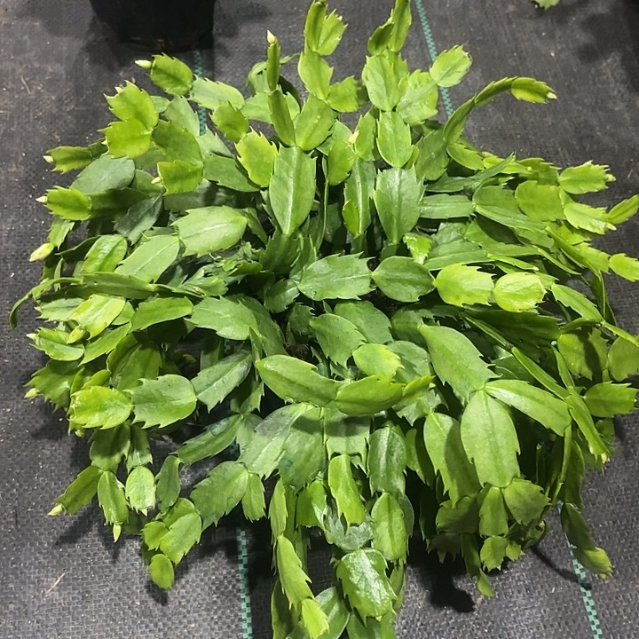 努***力当前无花栽培后可以开花