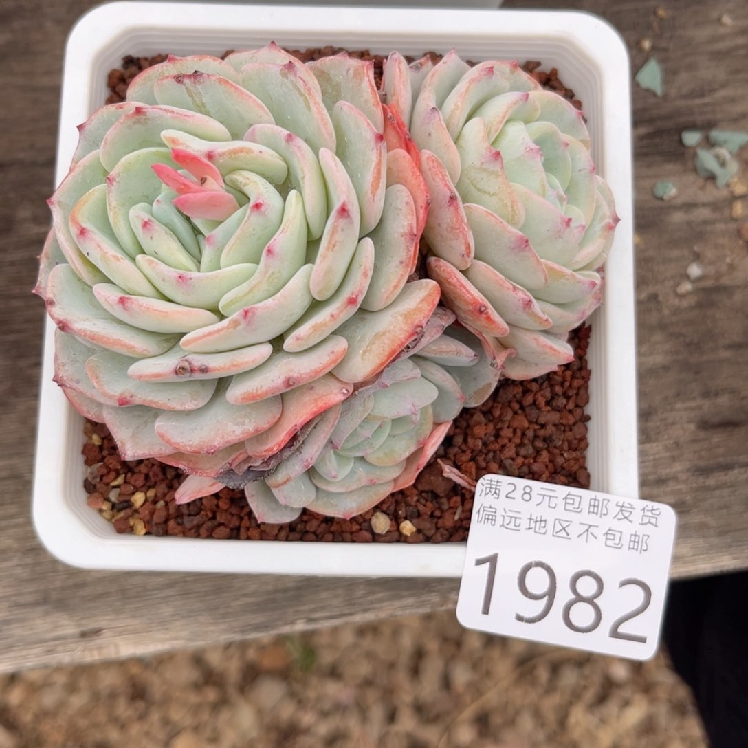 大1982？f h d v c g