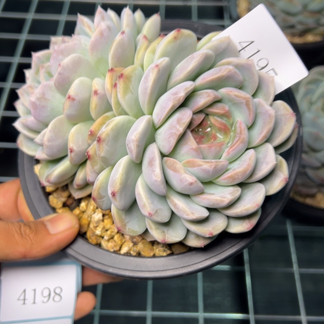 ～*4195多肉多多多多