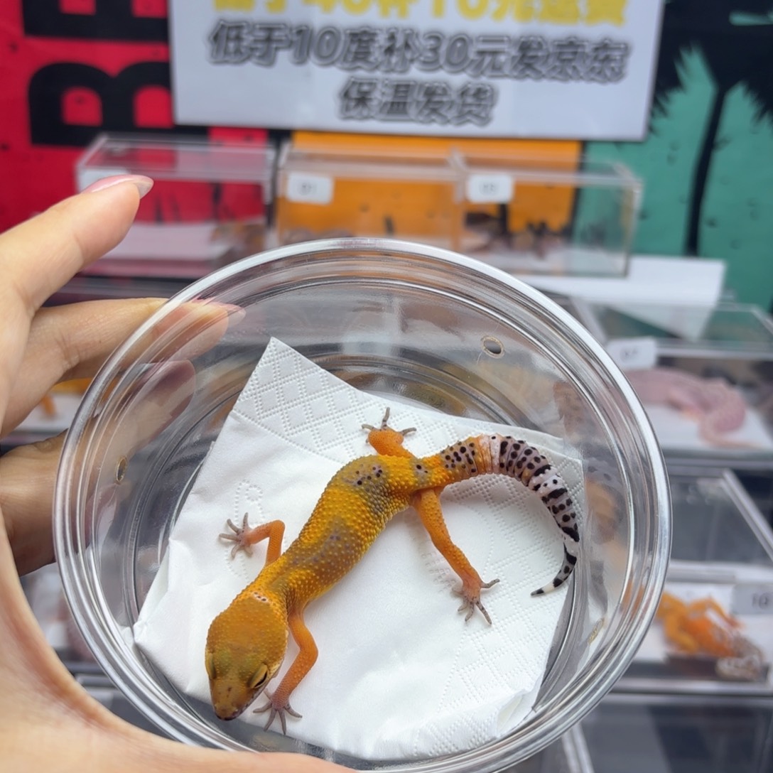 豹纹守宫翡翠 9.10 母温 N060