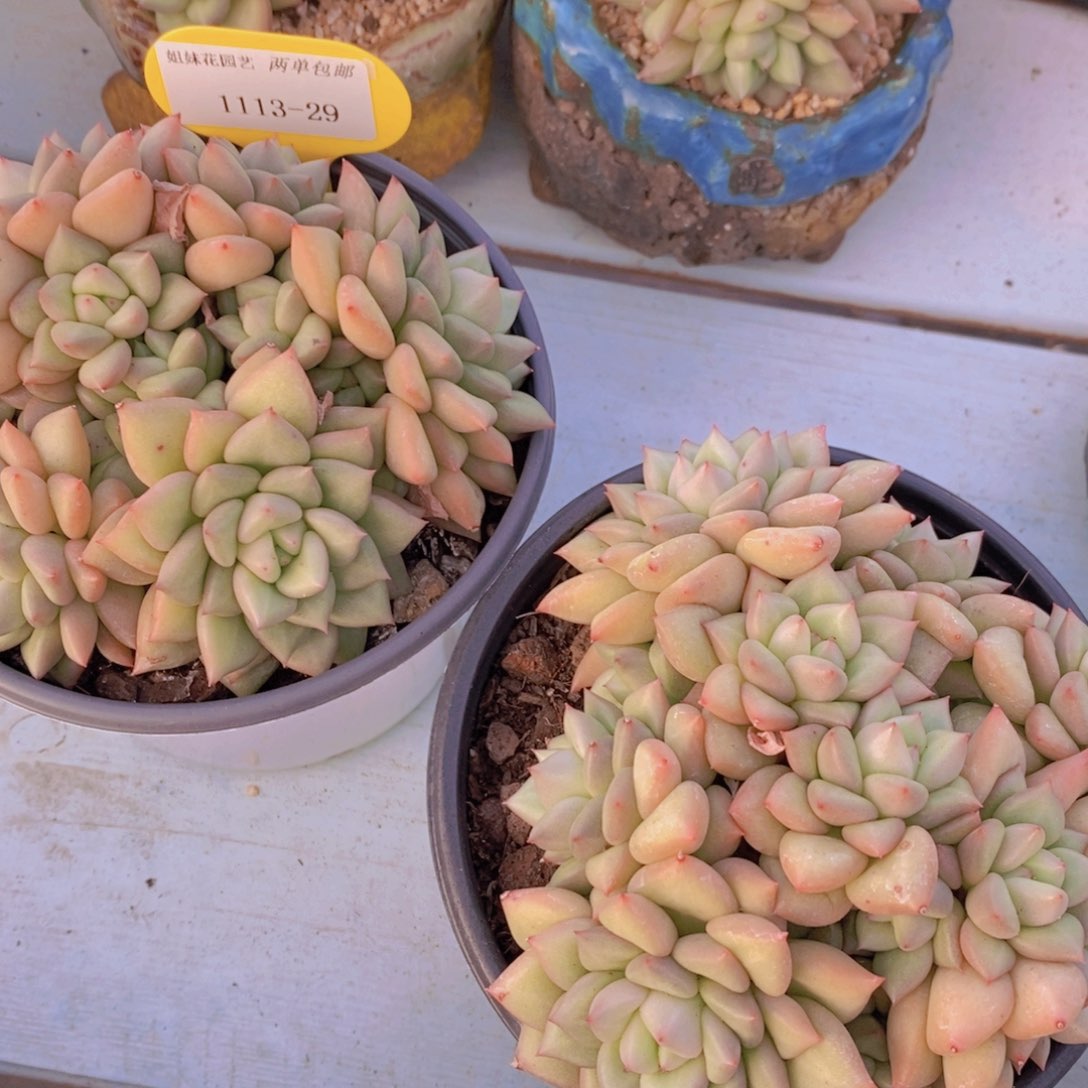 1113-29-精品母本黄金象牙多头大群一个