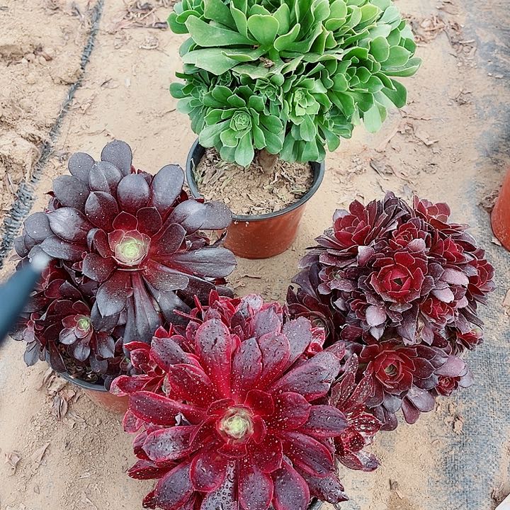 548号老庄法师4颗