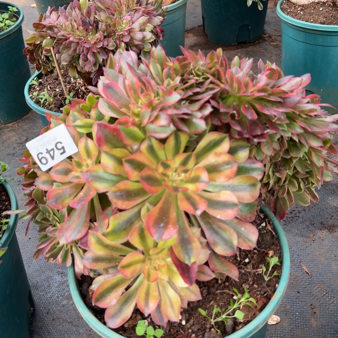 549洛神缀化多肉植物