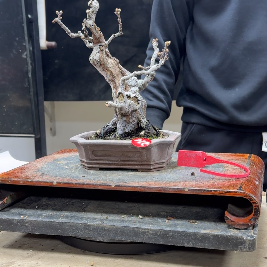 盆景不包邮顺丰到付晚***栽224