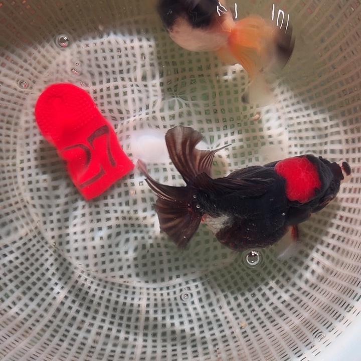 金鱼27号尺寸9-11区间