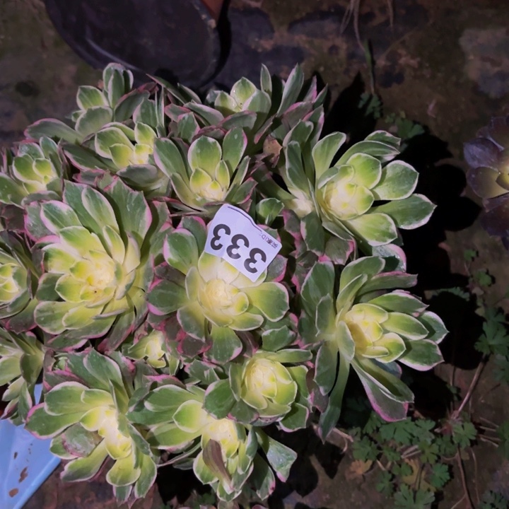 333伊丽莎白多肉植物不售后