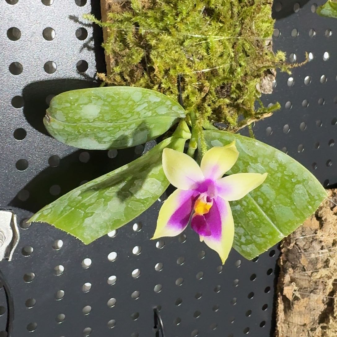 完全开放玉****头原生福利