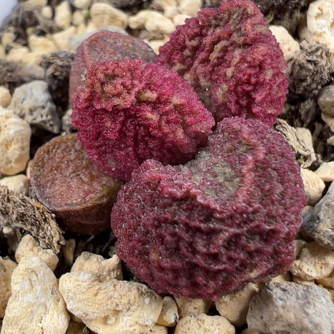 实生新品多肉植物水泡911号