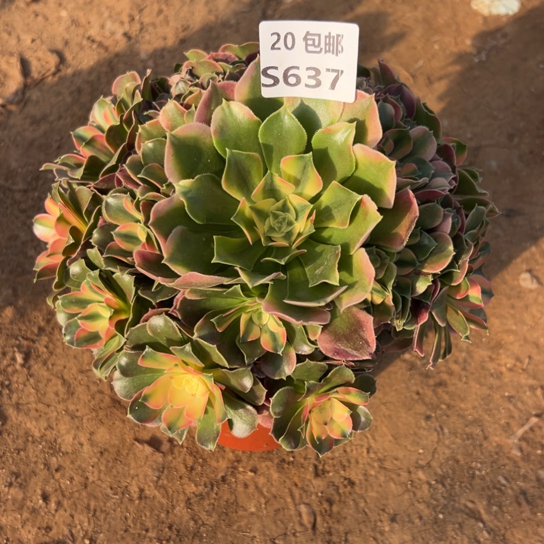 637香妃，满20包邮