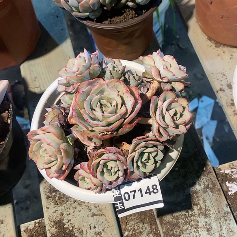 【闪购商品】草*雪奶油黄桃07148