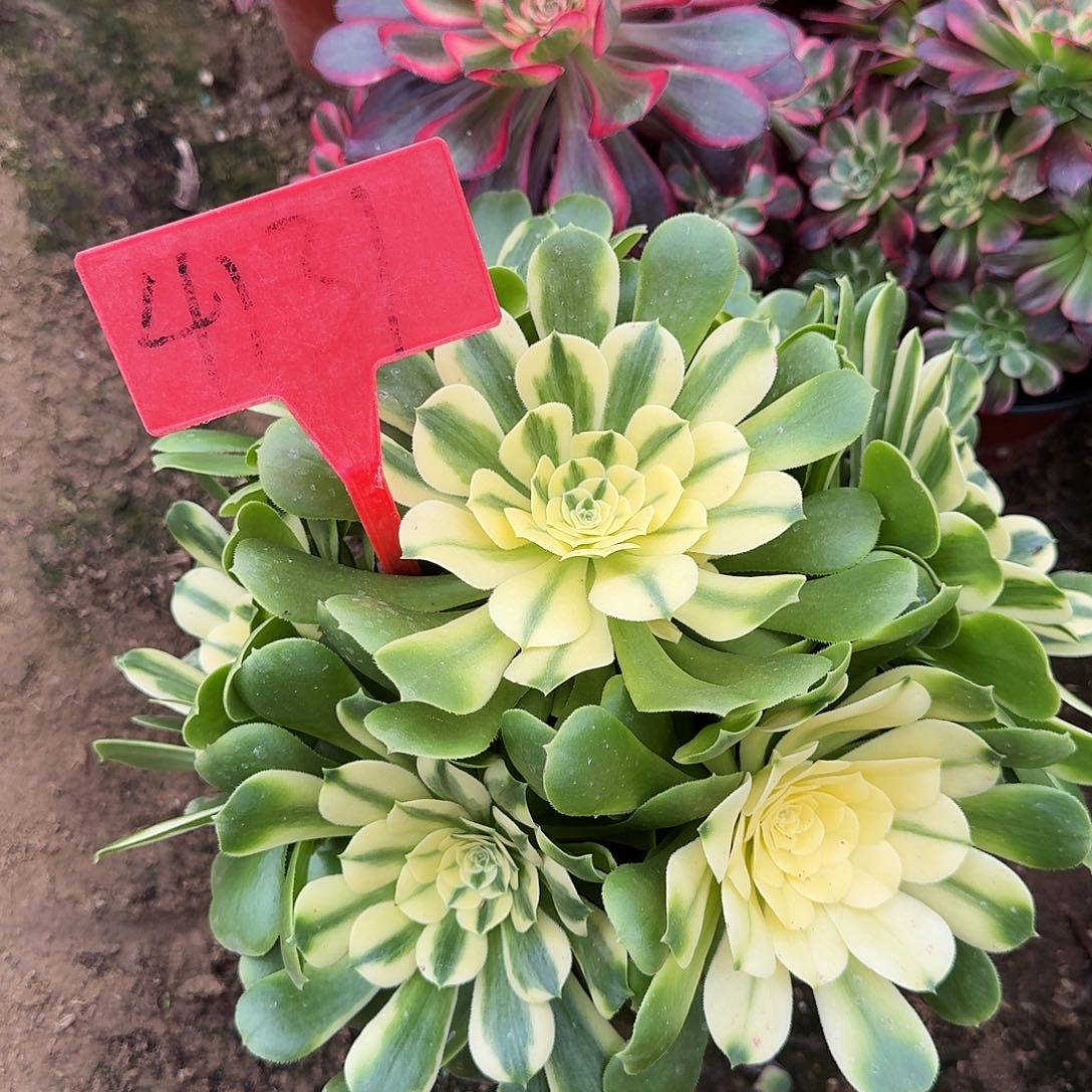 4131辛尼亚多肉法师