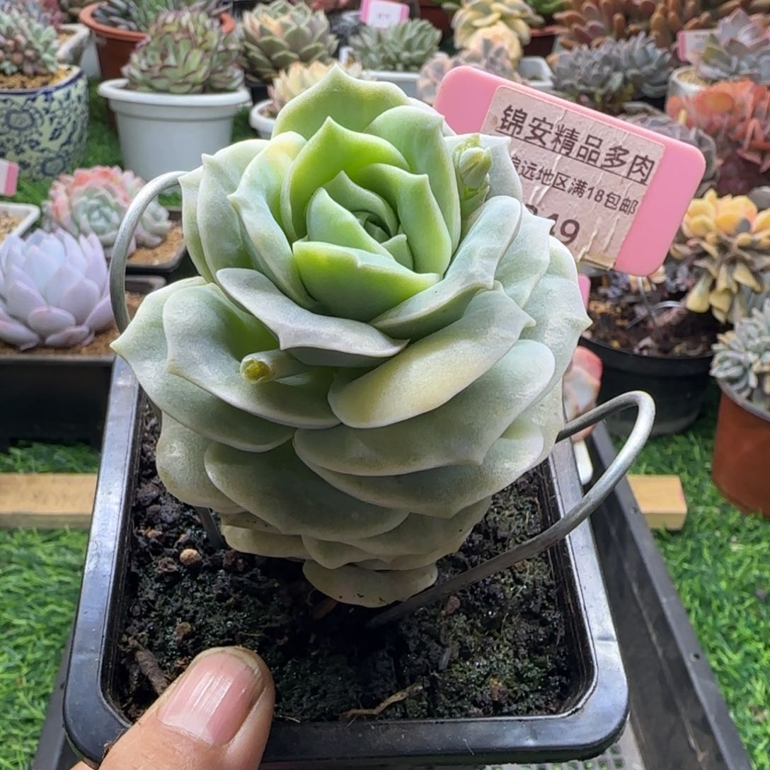 锦安精品多肉植物249