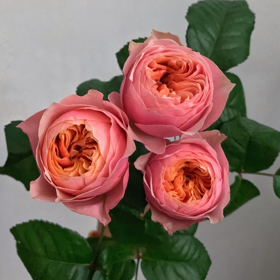 云花巷#多头玫瑰 【粉蝴蝶】鲜花优选 顺丰直发