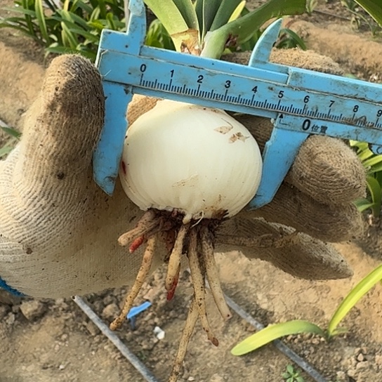 汤姆5厘米 根有点少 开花包对版