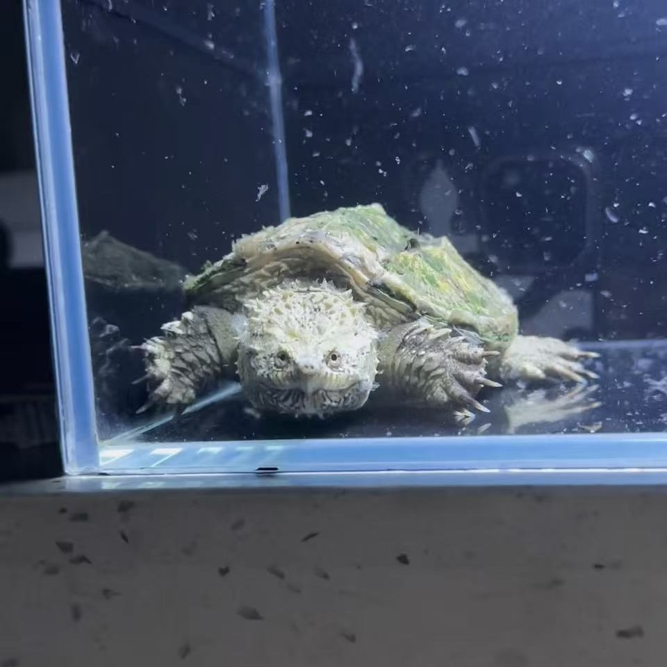 红腿吃菜龟龟 直播间一对一挑选 对版发货