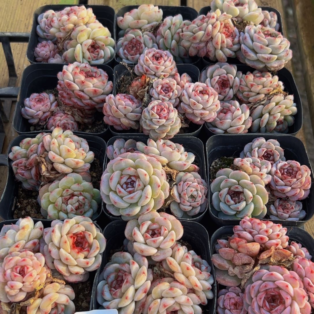 313多肉葡萄的味道是真的很