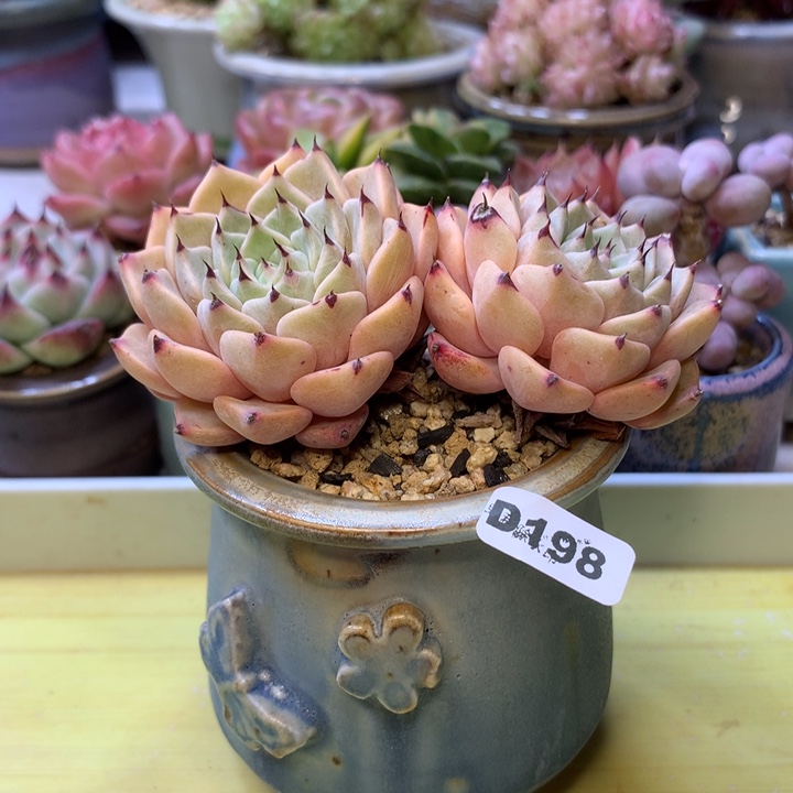 D198一物一拍带盆