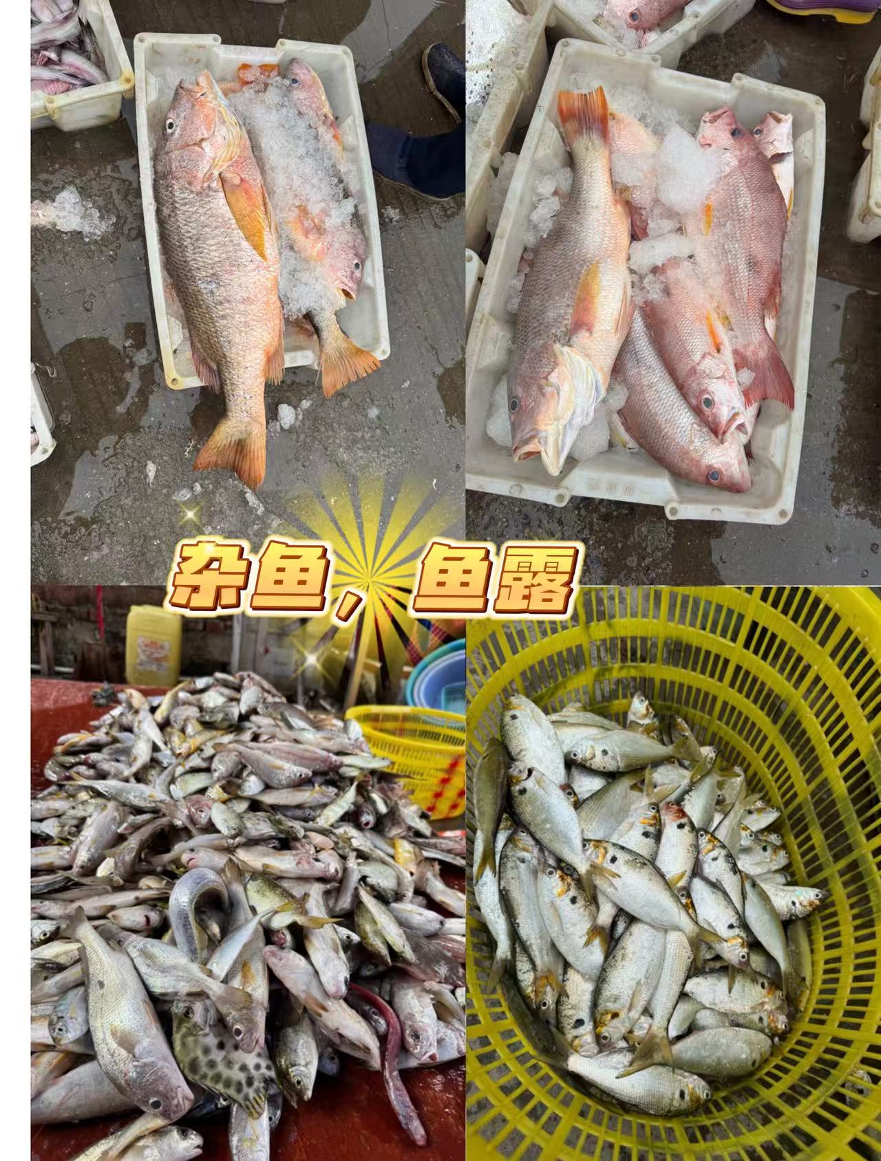 湛江江海杂鱼  鱼露鱼
