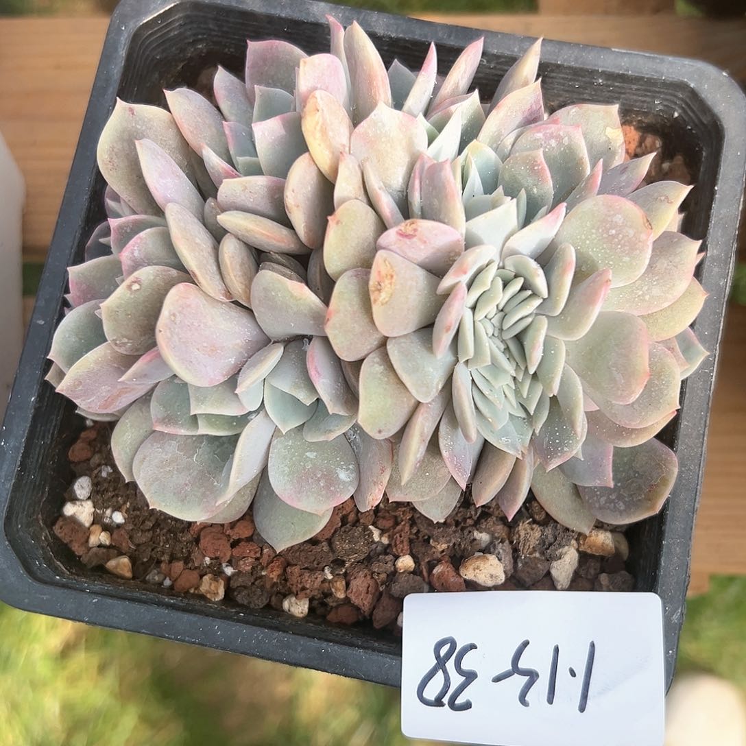 1.13-38提拉米苏缀化多肉