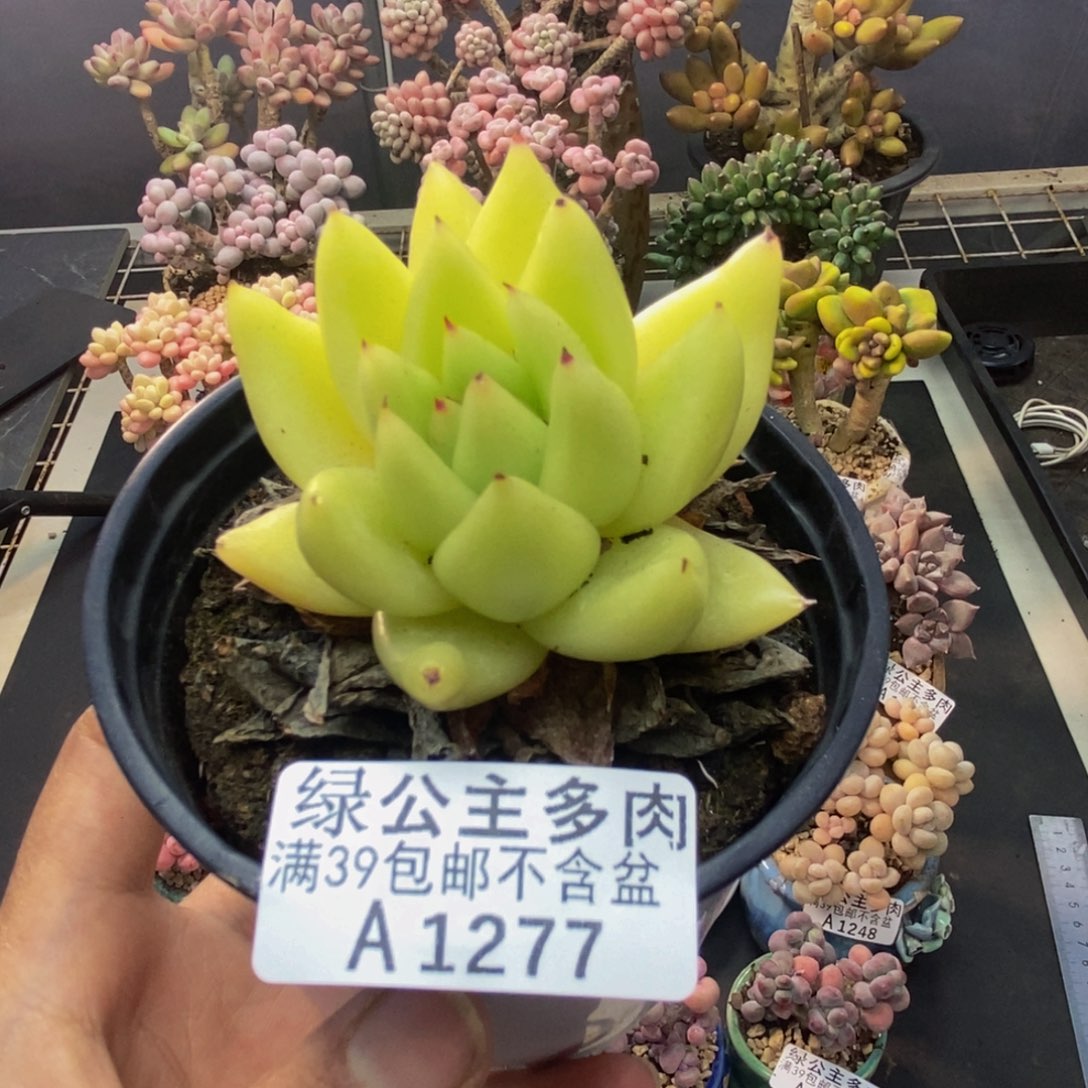 277金色乌木多肉6c m