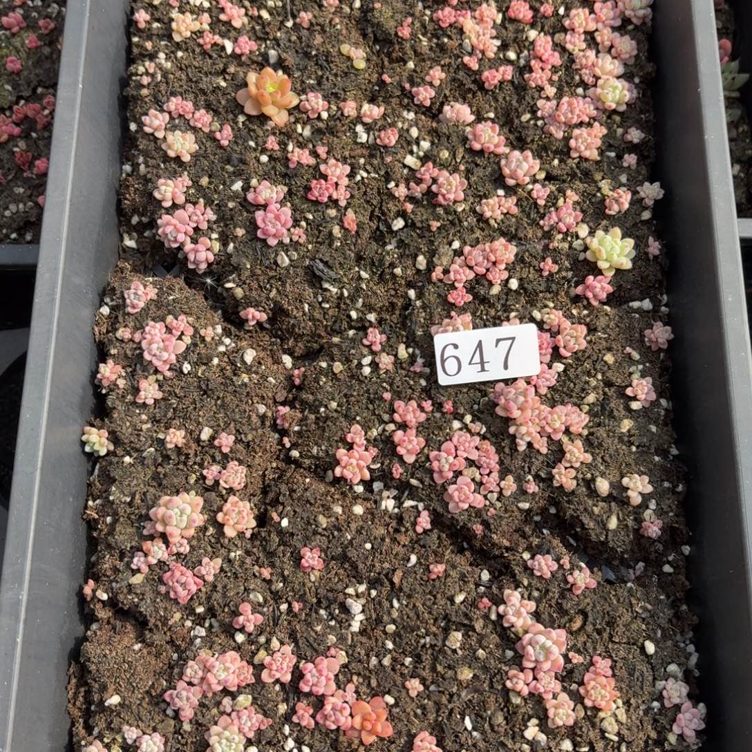 多肉植物多肉植物647