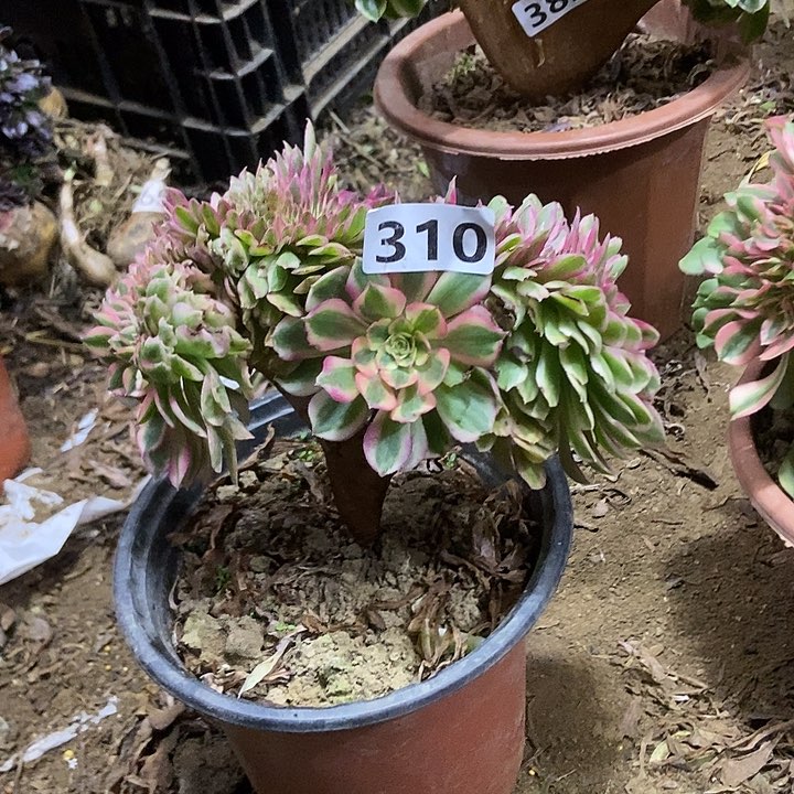 310倾城小板子法师缀