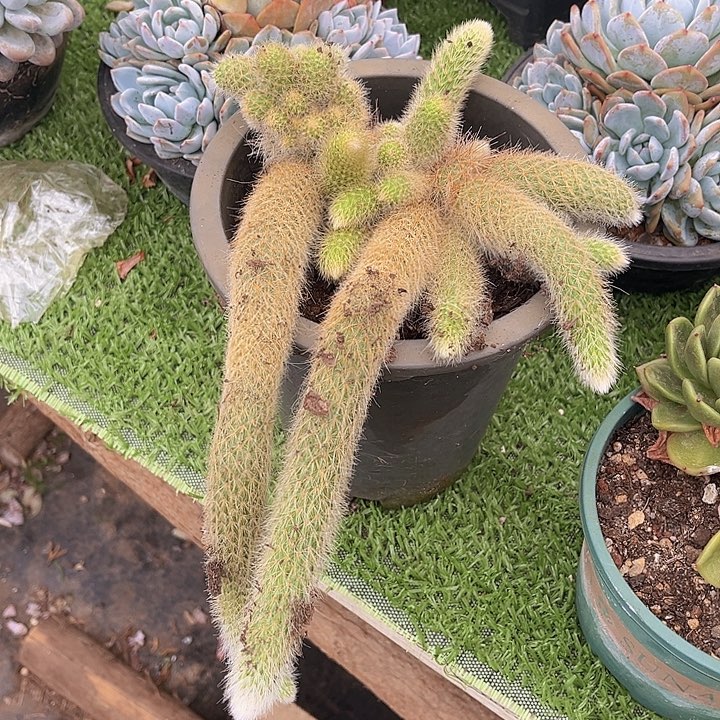 九尾狐二十多头，无砍群生