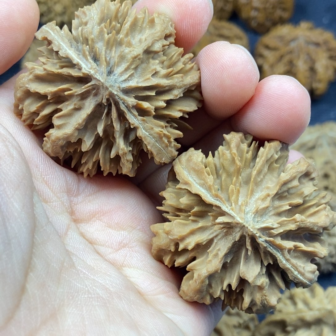 丁***M秦岭核桃霸王花灯笼11号链接11111