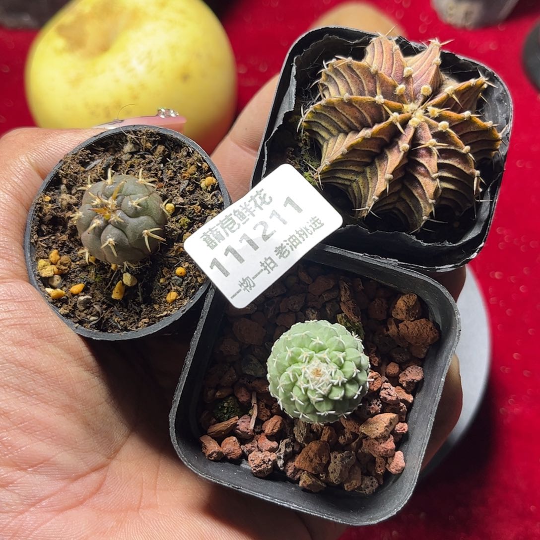 111211一物一拍仙人球