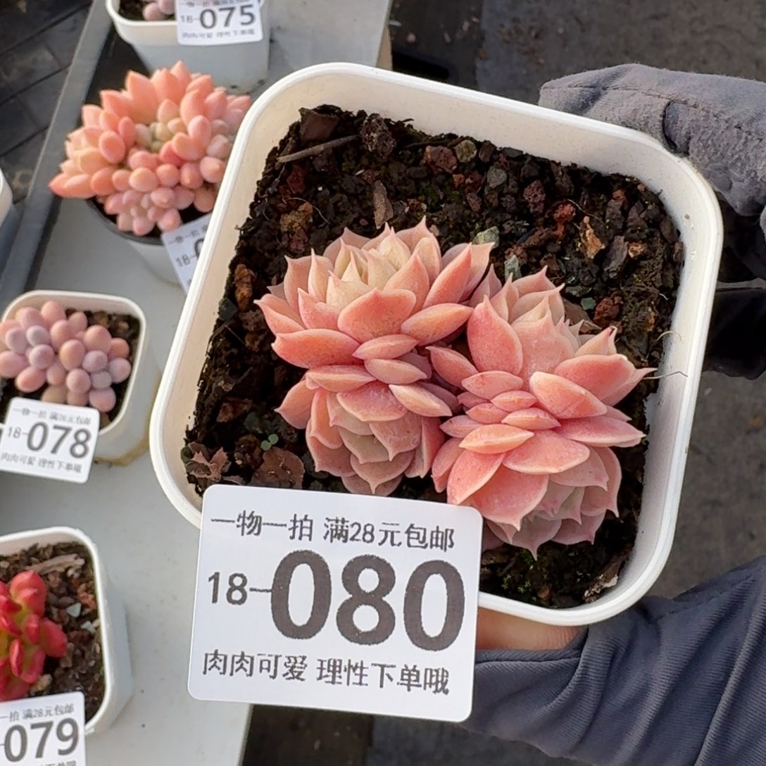 昂斯诺无盆土发货