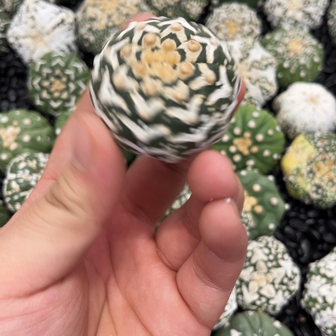 哈哈哈哈哈哈ｖ兜兜