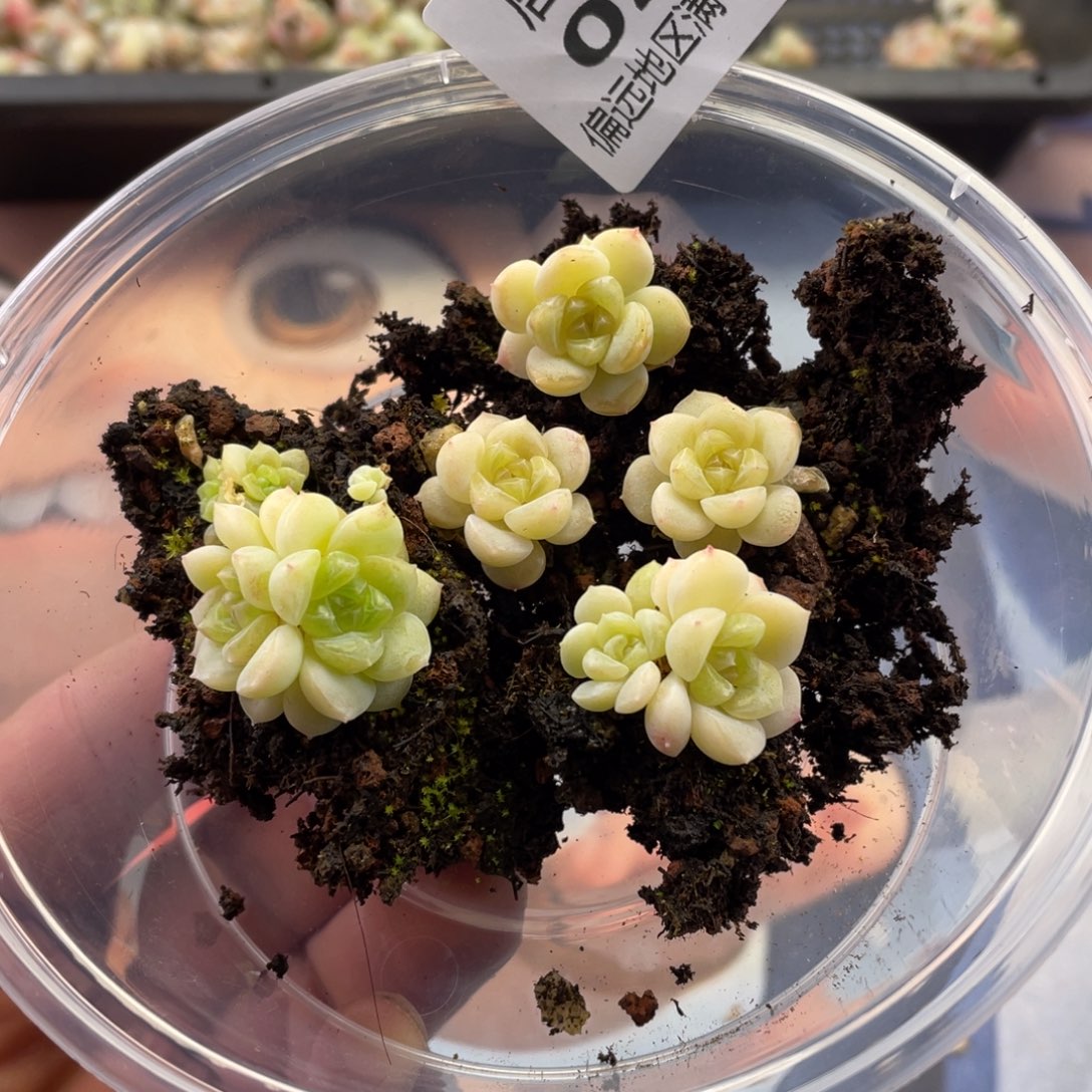 葵葵子白财富一物一拍022.