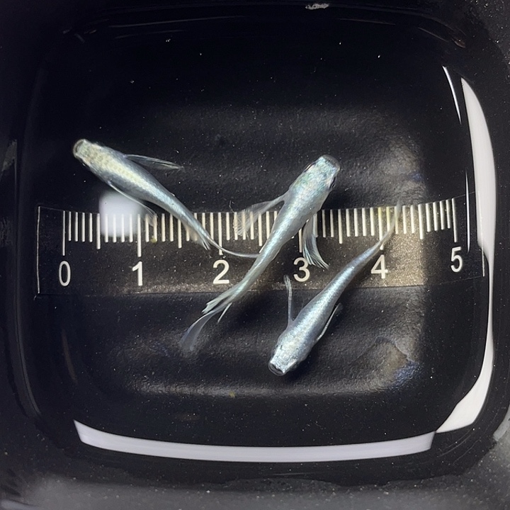 青鳉鱼天使之翼2条，14号，满15包邮，可叠单