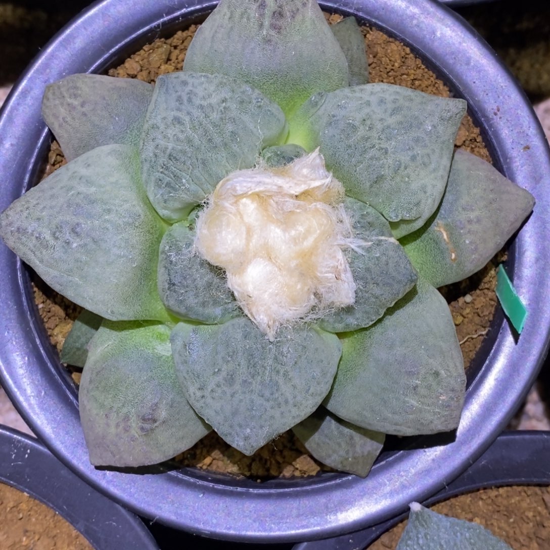 实生连山杂10.2cm福利福利