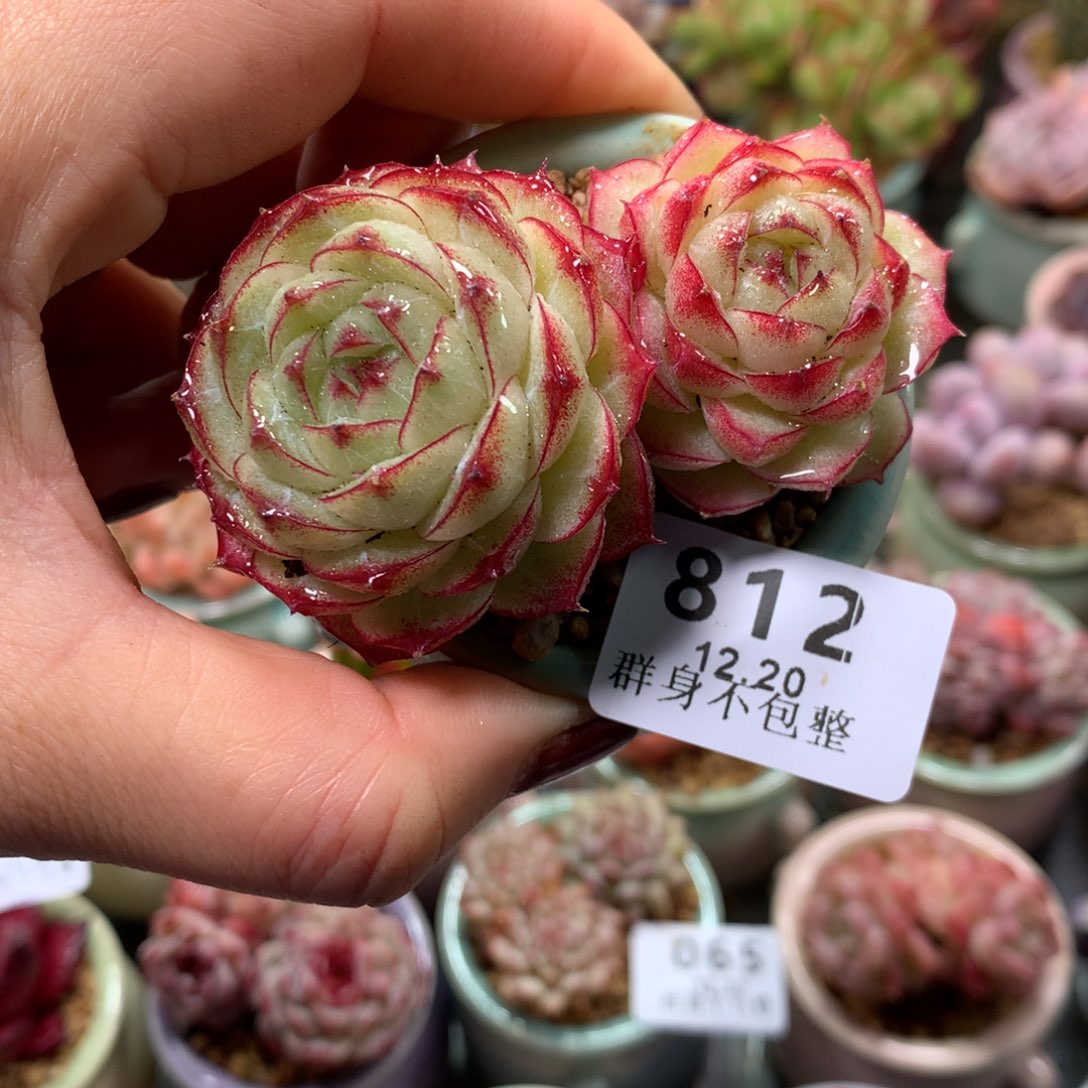 精控拇指盆12.20812