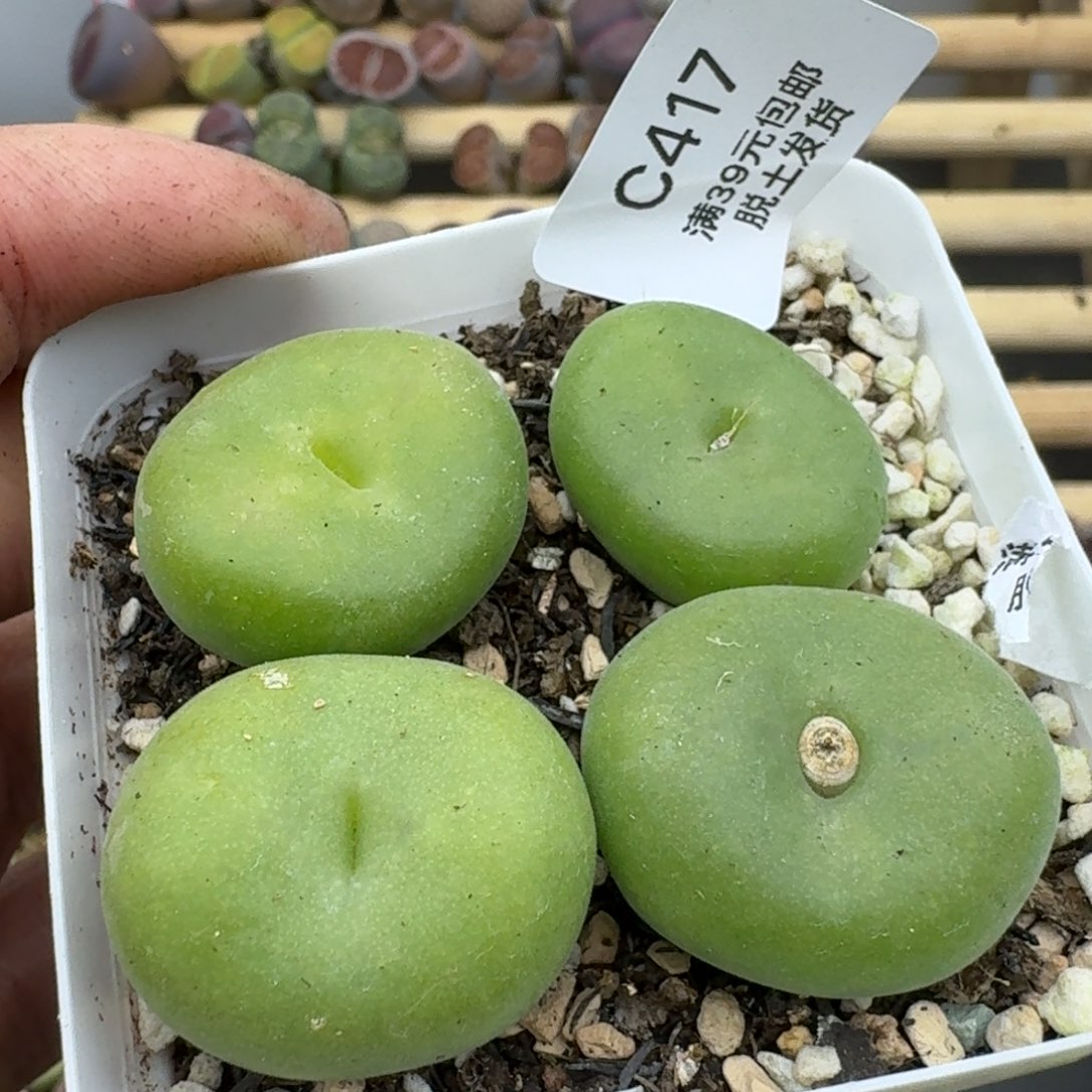 417哈哈哈哈哈哈哈哈哈