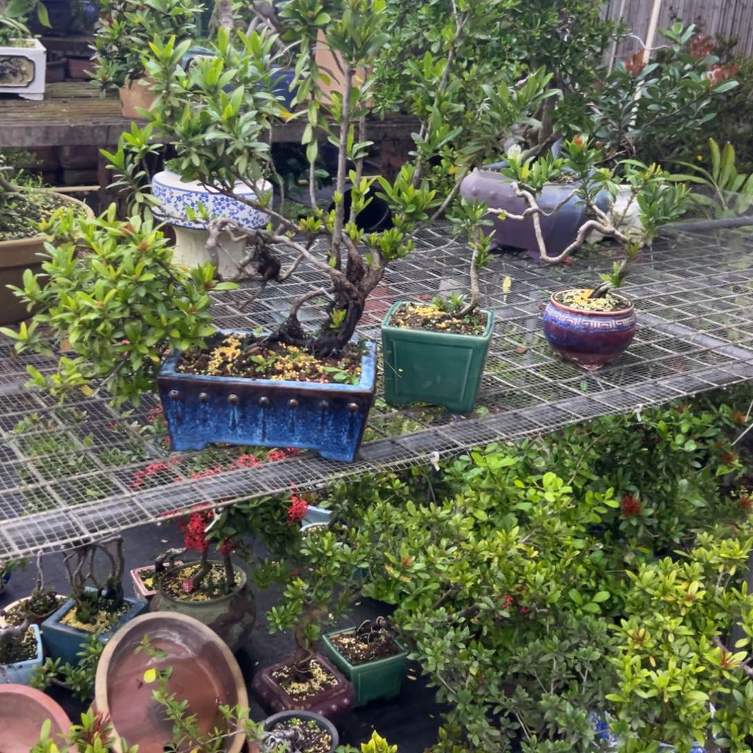 羽***伟无花朵龙船花盆景老桩