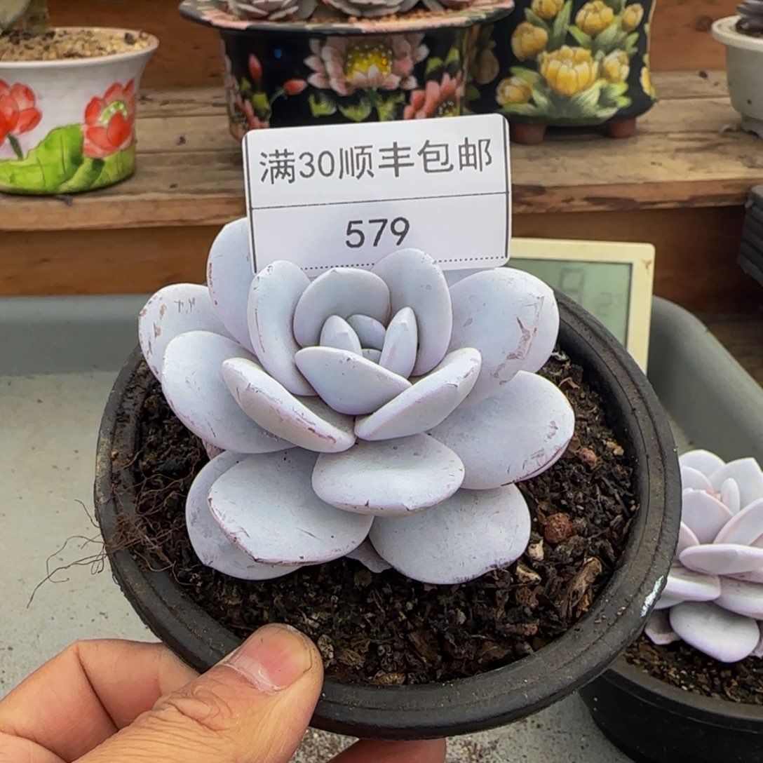 w***y579雪莲多肉单头9cm