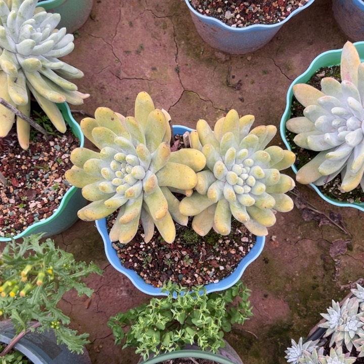 大脸拇指～分四头379