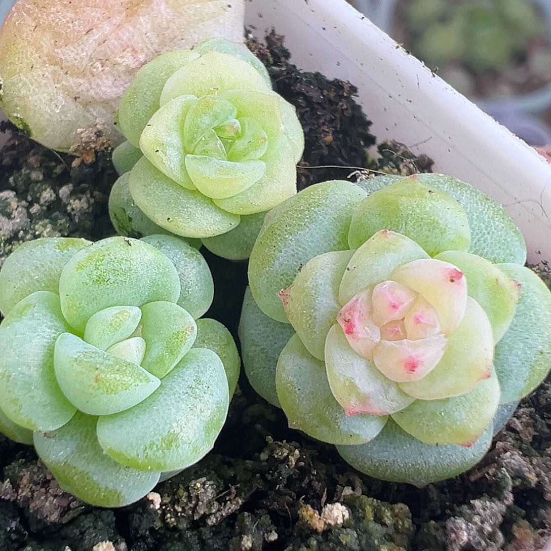 福利三颗 无售后 