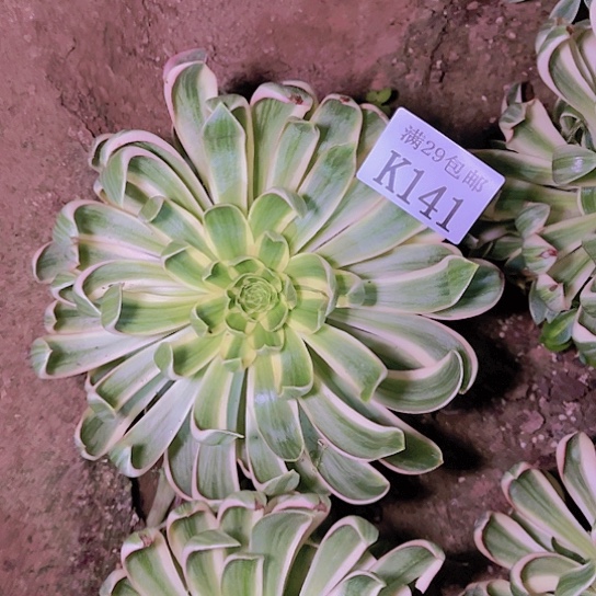 141青莲多肉植物