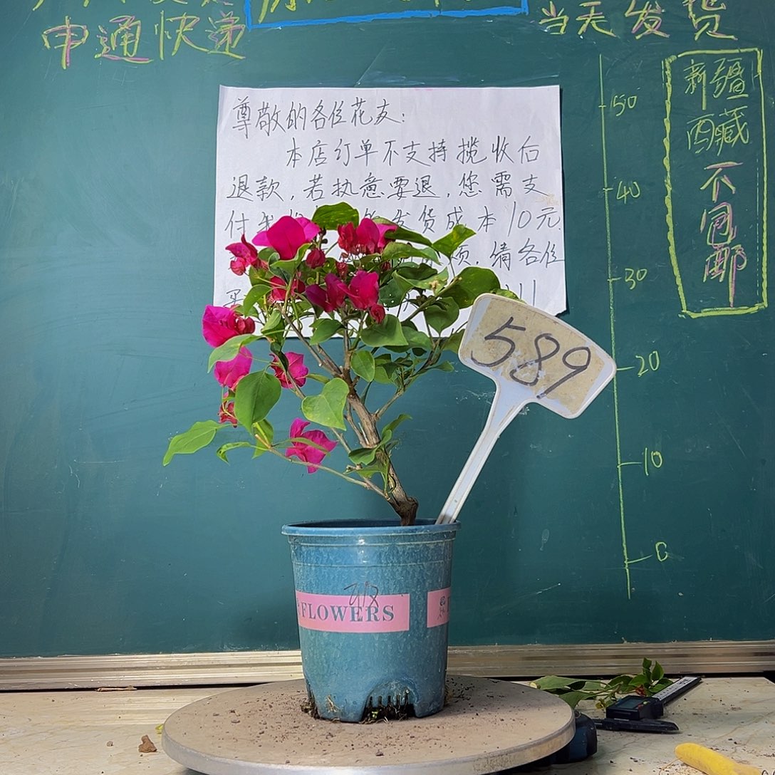 当前无花栽培后可以开花造型 玫瑰红589