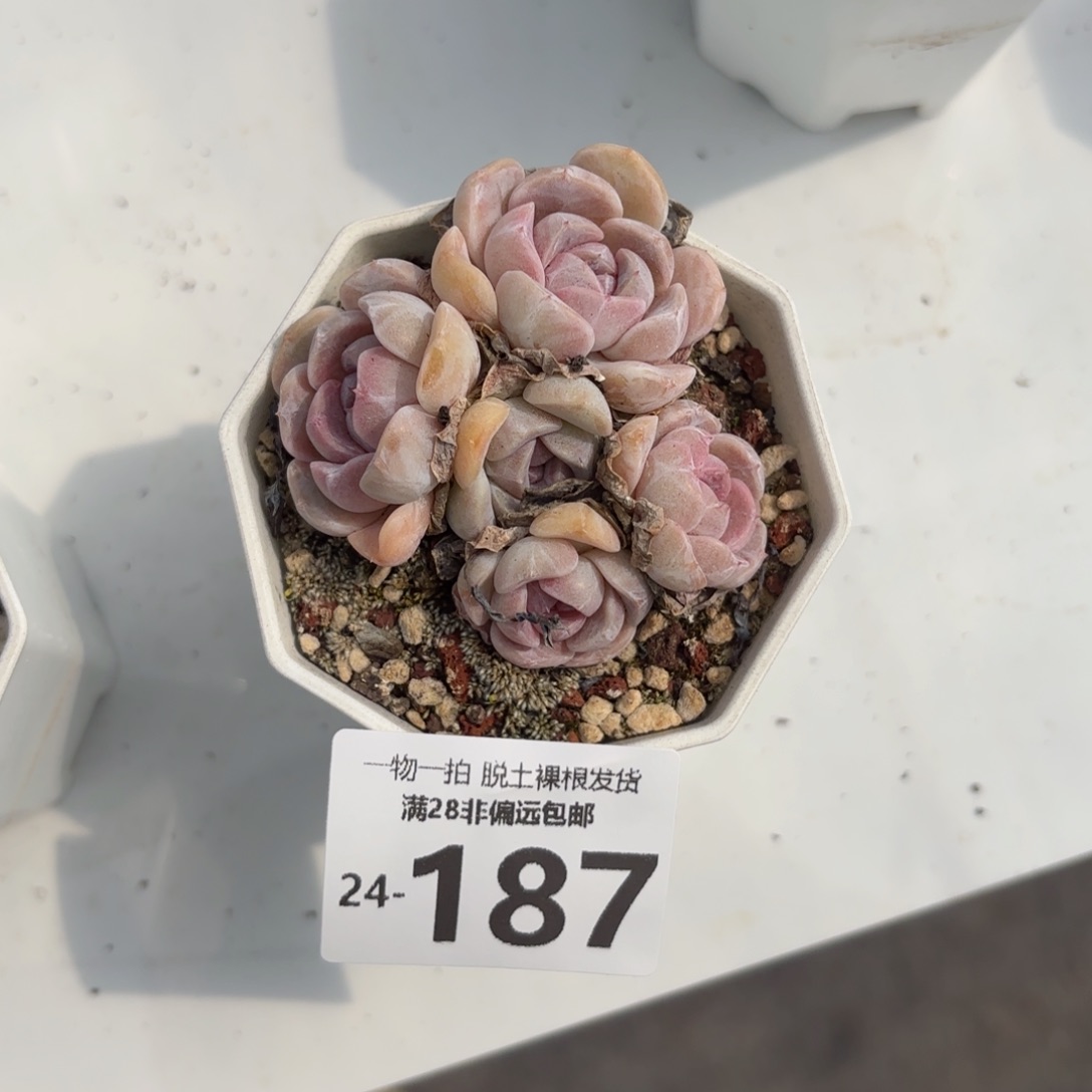 小汉堡群生多肉多肉