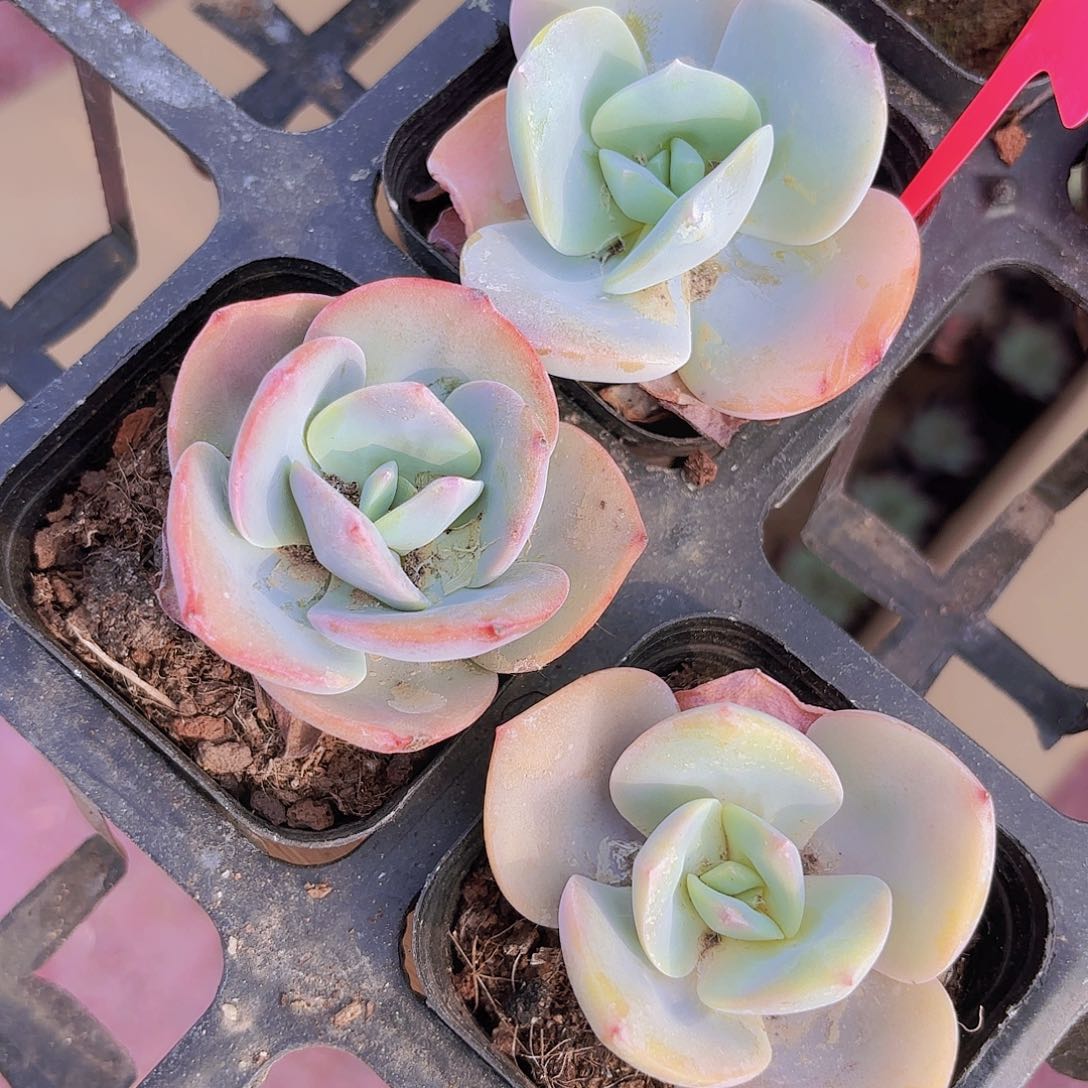 精品白凤多肉植物